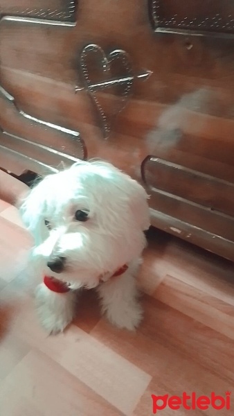 Maltese, Köpek  Koko fotoğrafı