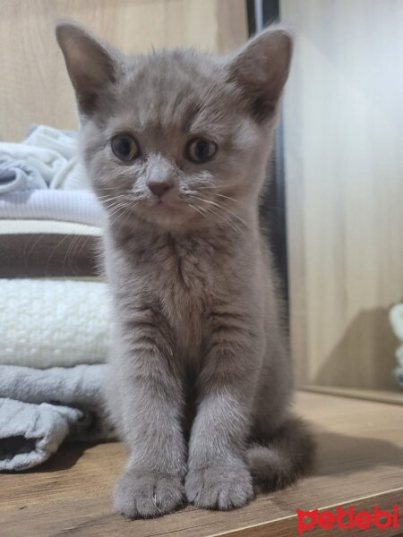 British Shorthair, Kedi  Şila fotoğrafı