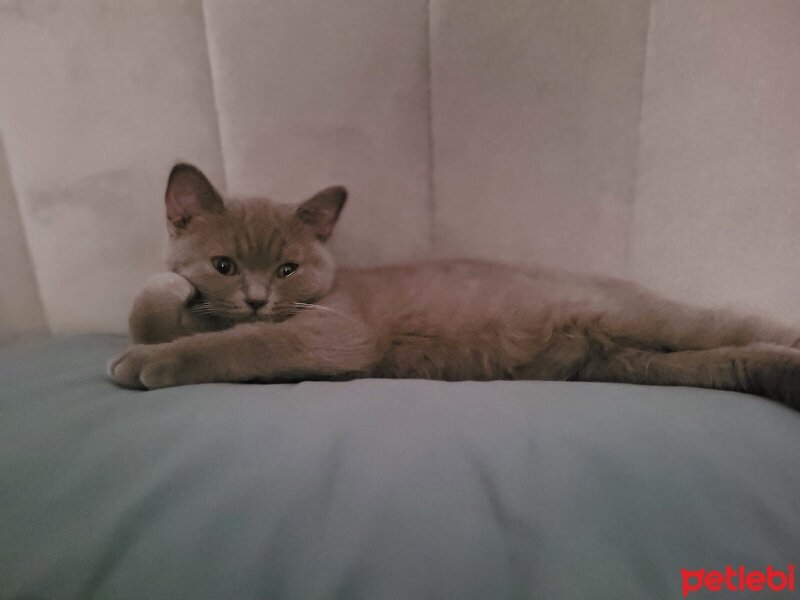 British Shorthair, Kedi  Şila fotoğrafı