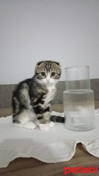 Scottish Fold, Kedi  Miya fotoğrafı