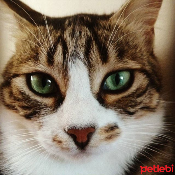 Tekir Kedi, Kedi  Gölge fotoğrafı