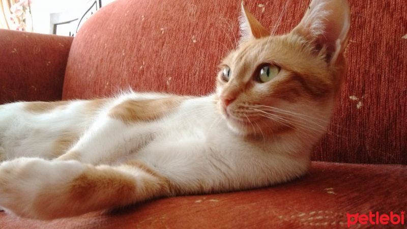 Tekir Kedi, Kedi  Amazon fotoğrafı
