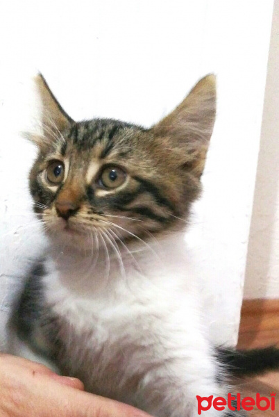 Tekir Kedi, Kedi  Mia fotoğrafı