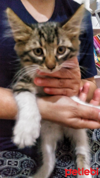Tekir Kedi, Kedi  Mia fotoğrafı