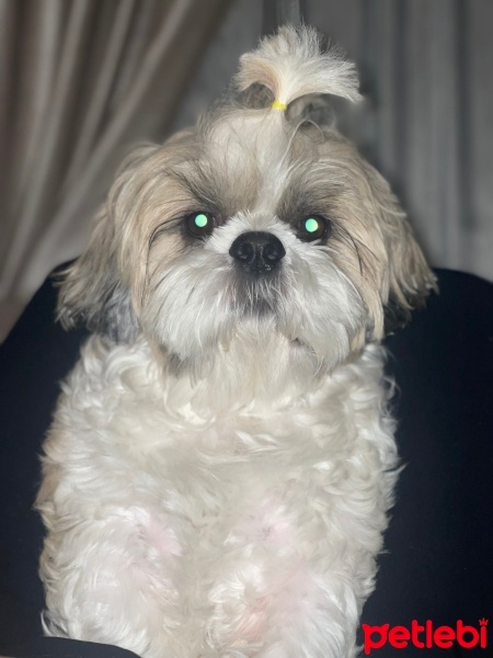 Shih Tzu, Köpek  Bambam fotoğrafı