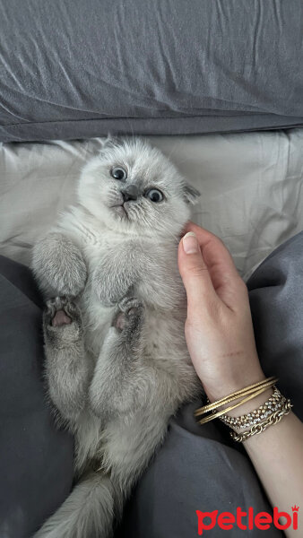 Scottish Fold, Kedi  Coco fotoğrafı