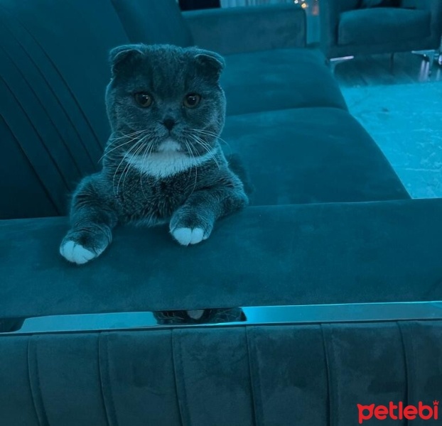 Scottish Fold, Kedi  Köpük fotoğrafı