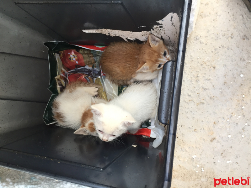 Tekir Kedi, Kedi  Yok fotoğrafı