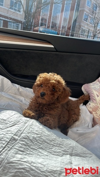 Poodle (Minyatür Kaniş), Köpek  Tarçın fotoğrafı