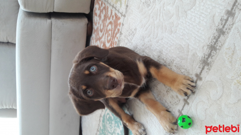 Akbaş, Köpek  Star fotoğrafı