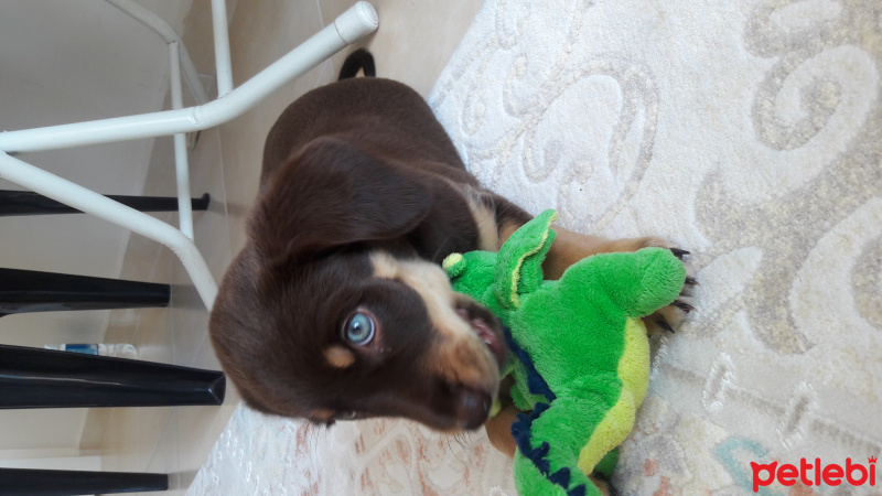 Akbaş, Köpek  Star fotoğrafı