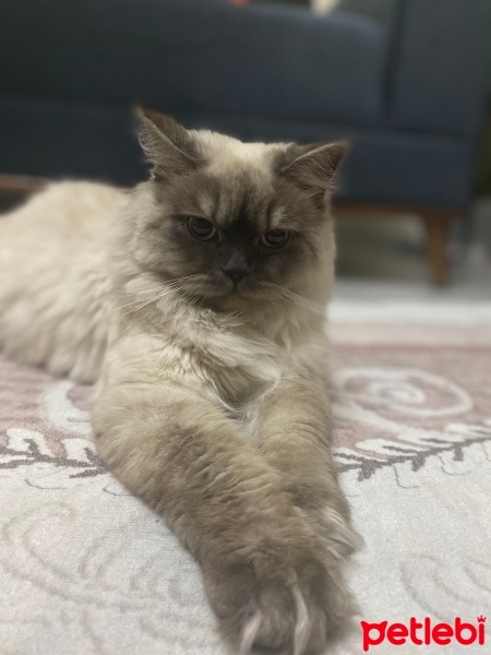 British Longhair, Kedi  Ponçik fotoğrafı
