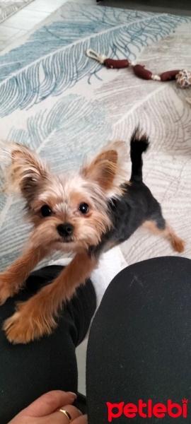 Yorkshire Terrier, Köpek  Bıdık fotoğrafı