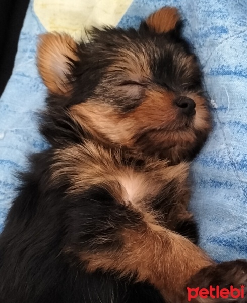 Yorkshire Terrier, Köpek  Bıdık fotoğrafı