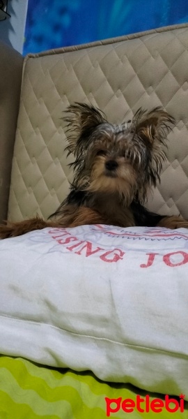 Yorkshire Terrier, Köpek  Bıdık fotoğrafı