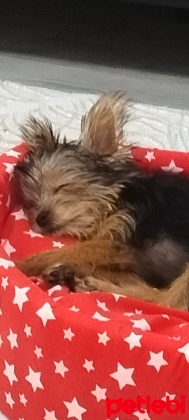 Yorkshire Terrier, Köpek  Bıdık fotoğrafı