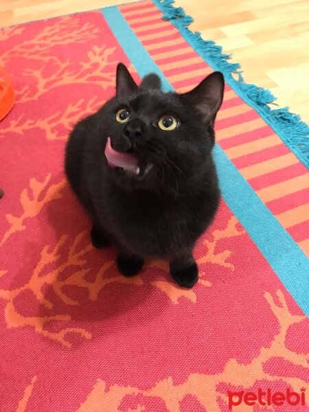 Scottish Fold, Kedi  Mabel fotoğrafı