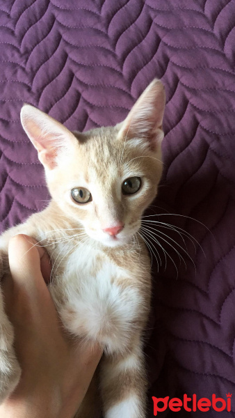 Tekir Kedi, Kedi  Mısır fotoğrafı