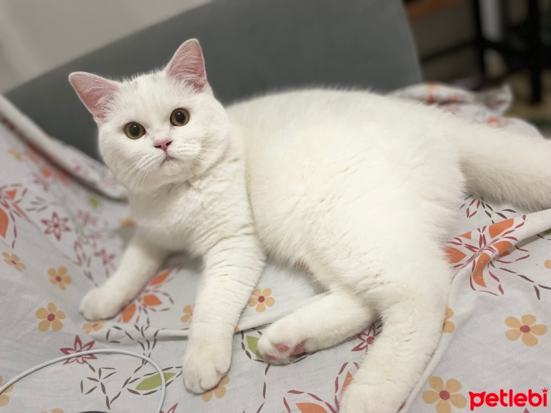 British Shorthair, Kedi  Yumak fotoğrafı