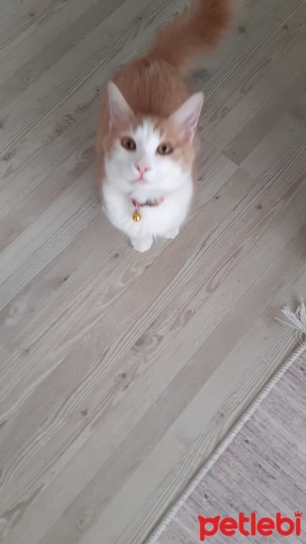 Sarman, Kedi  balım fotoğrafı