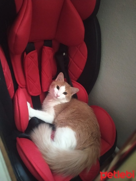 Sarman, Kedi  balım fotoğrafı