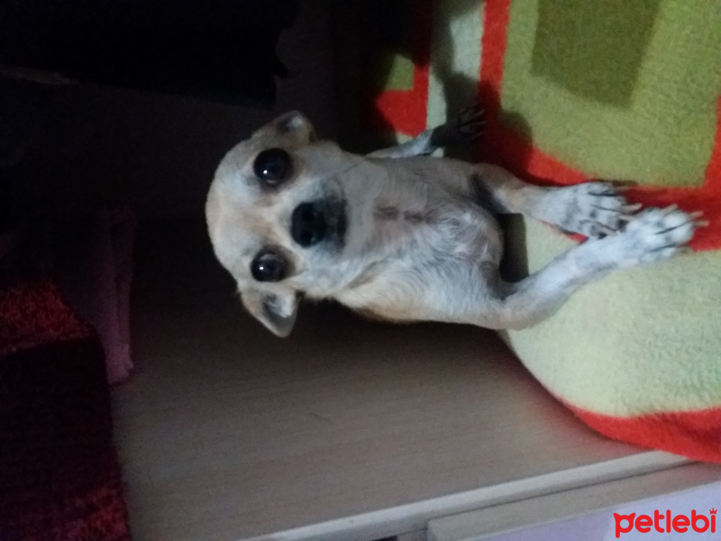 Chihuahua, Köpek  Cesi fotoğrafı