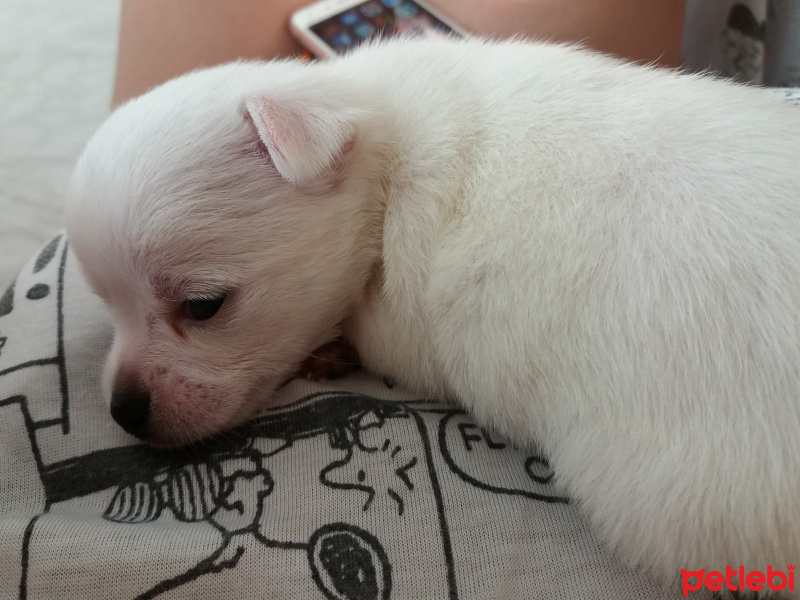 Chihuahua, Köpek  Cesi fotoğrafı