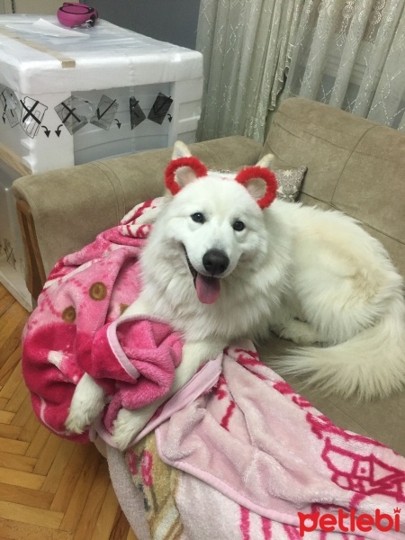 Samoyed, Köpek  Paşa fotoğrafı