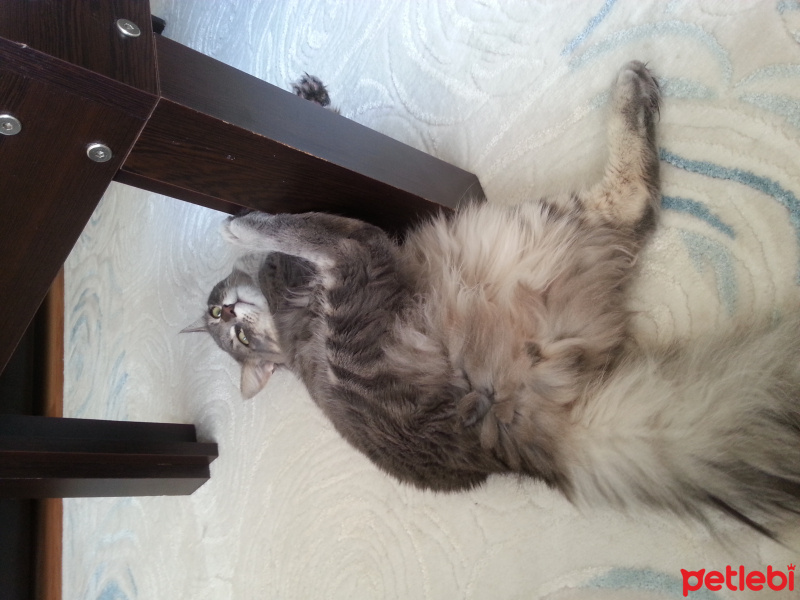 Tekir Kedi, Kedi  Patiș  fotoğrafı