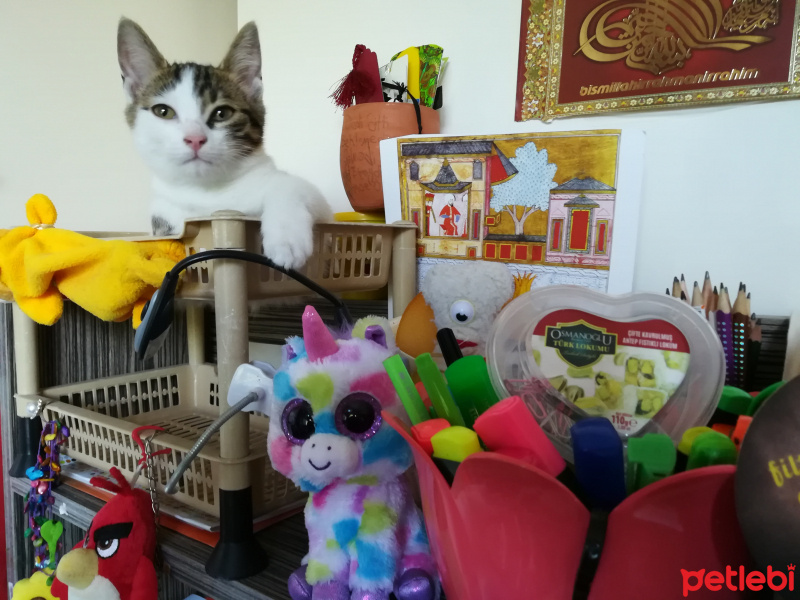 Tekir Kedi, Kedi  Şinasi fotoğrafı