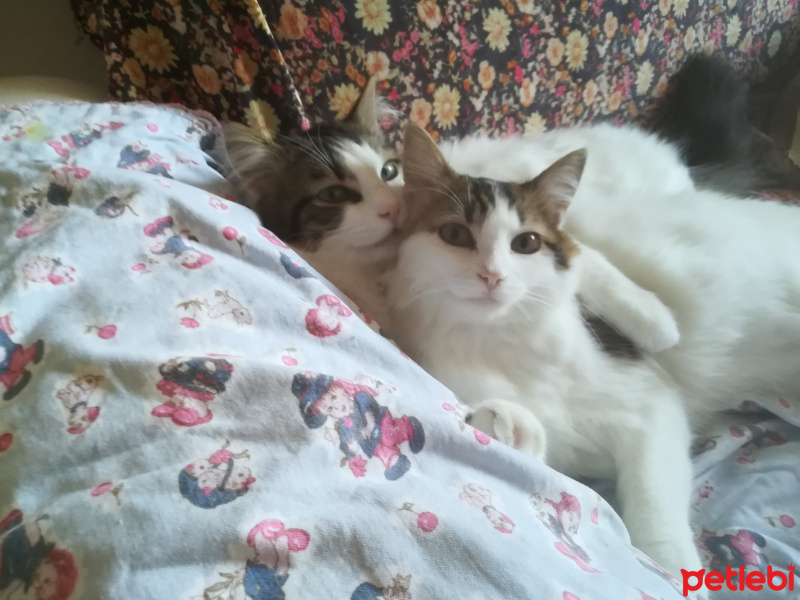 Tekir Kedi, Kedi  Şinasi fotoğrafı