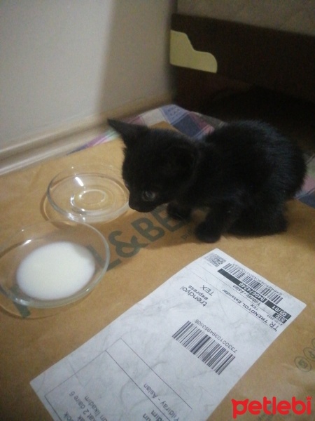 Tekir Kedi, Kedi  Bihter fotoğrafı