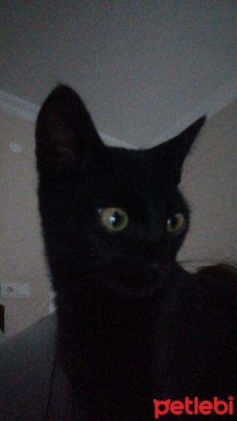 Tekir Kedi, Kedi  Bihter fotoğrafı