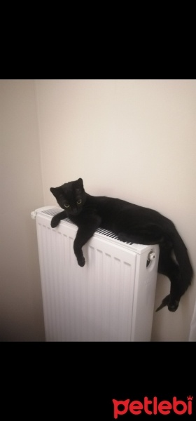 Tekir Kedi, Kedi  Bihter fotoğrafı