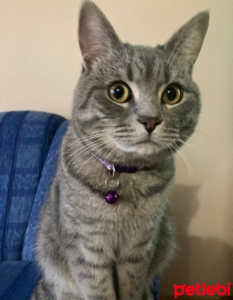 British Shorthair, Kedi  Çakıl fotoğrafı
