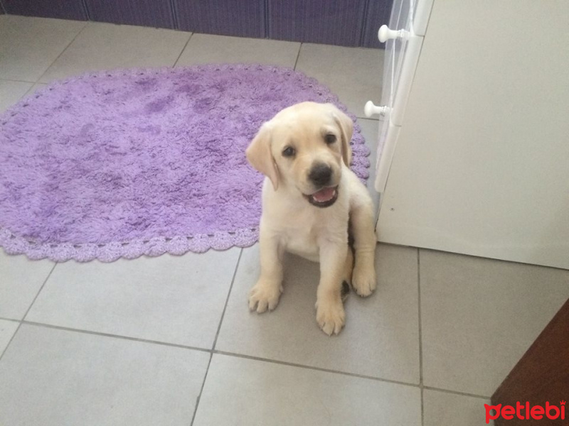 Labrador Retriever, Köpek  Risa fotoğrafı