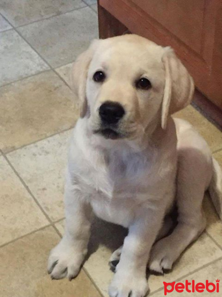 Labrador Retriever, Köpek  Risa fotoğrafı