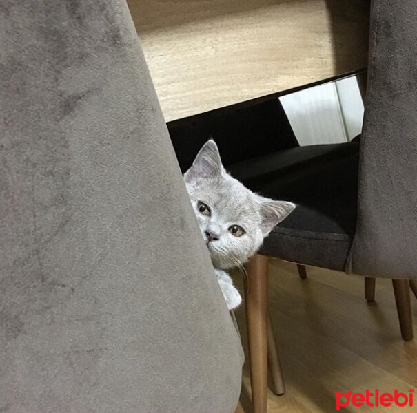 Scottish Fold, Kedi  arteo fotoğrafı