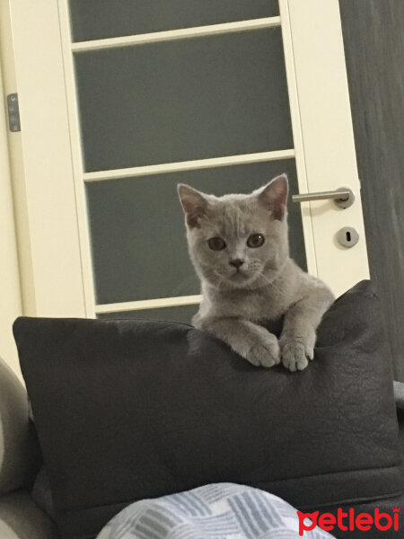 Scottish Fold, Kedi  arteo fotoğrafı