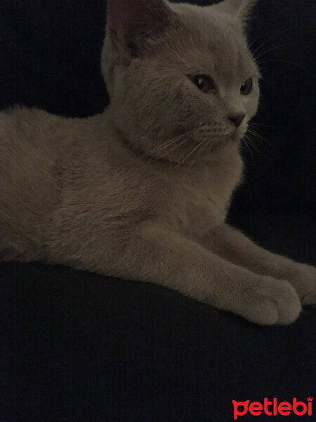 Scottish Fold, Kedi  arteo fotoğrafı