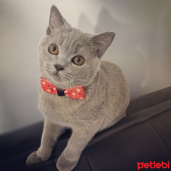 Scottish Fold, Kedi  arteo fotoğrafı