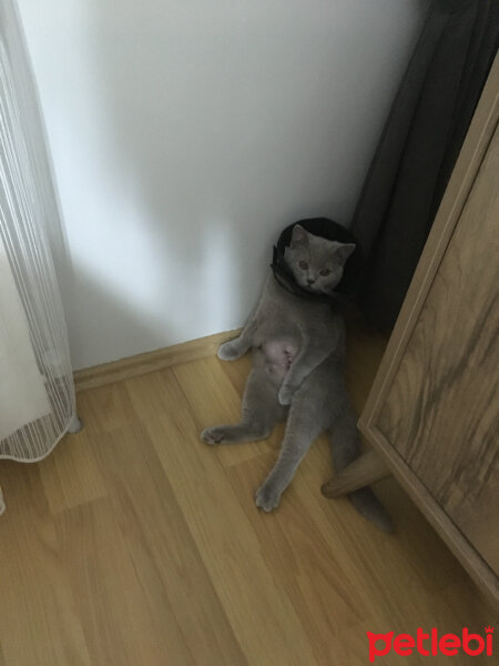 Scottish Fold, Kedi  arteo fotoğrafı