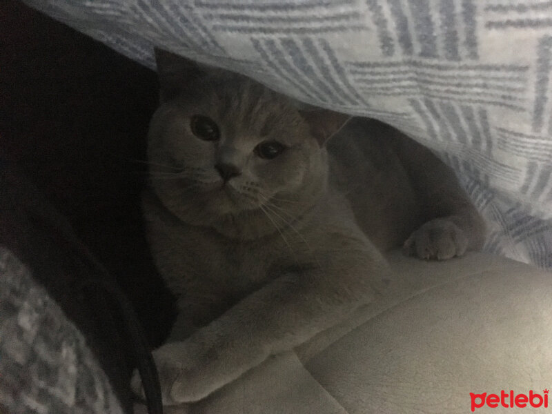 Scottish Fold, Kedi  arteo fotoğrafı