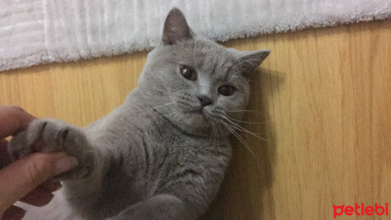 Scottish Fold, Kedi  arteo fotoğrafı