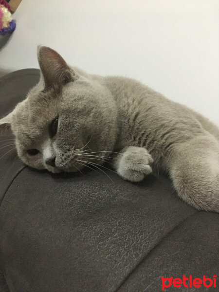 Scottish Fold, Kedi  arteo fotoğrafı