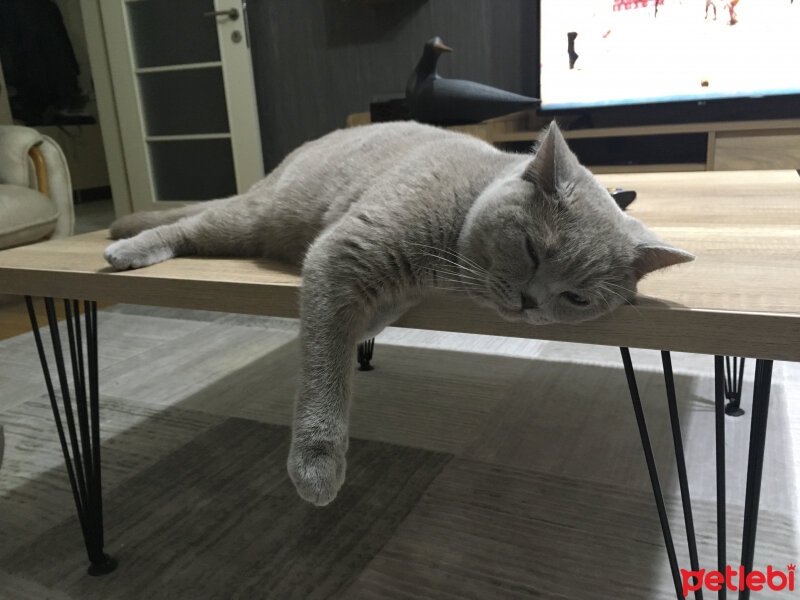 Scottish Fold, Kedi  arteo fotoğrafı