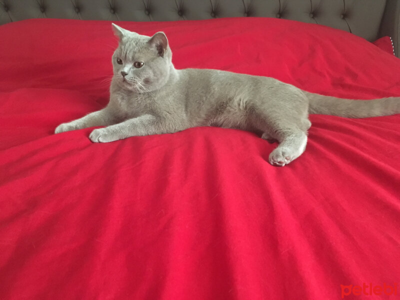 Scottish Fold, Kedi  arteo fotoğrafı