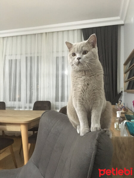 Scottish Fold, Kedi  arteo fotoğrafı