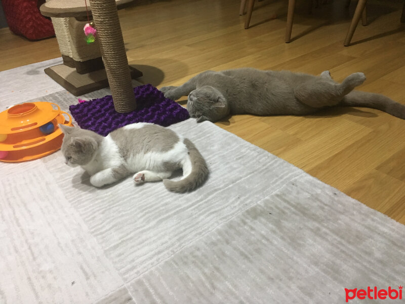 Scottish Fold, Kedi  arteo fotoğrafı