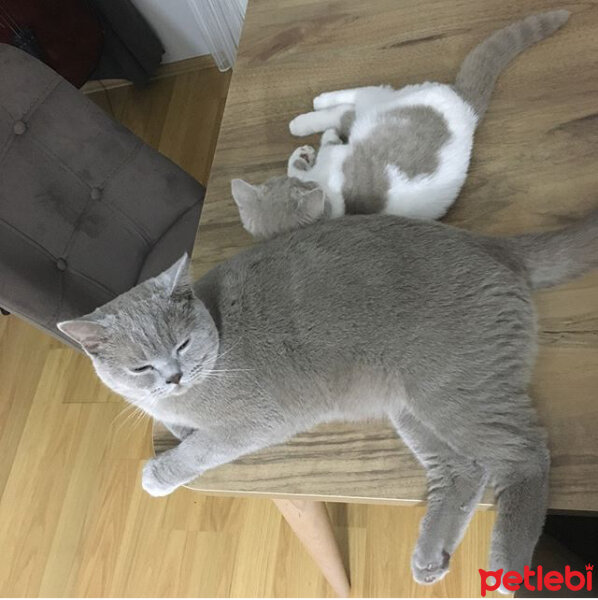 Scottish Fold, Kedi  arteo fotoğrafı